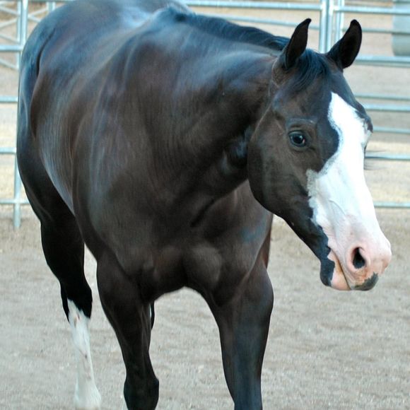 Meet your Posher, Sherry - Picture 1 of 1